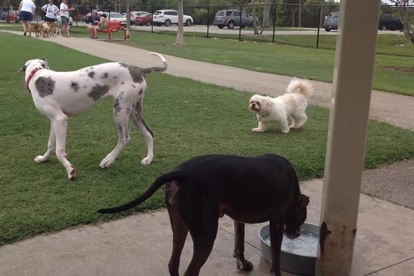 Dog Park at Tamarac Park